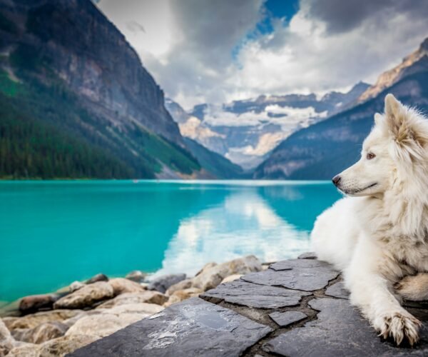 How to Help Your Dog Adjust to Traveling: Tips for a Stress-Free Journey