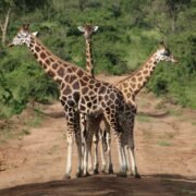 Planning a Budget Road Trip in Uganda