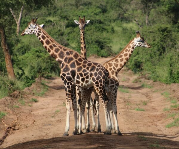 Planning a Budget Road Trip in Uganda