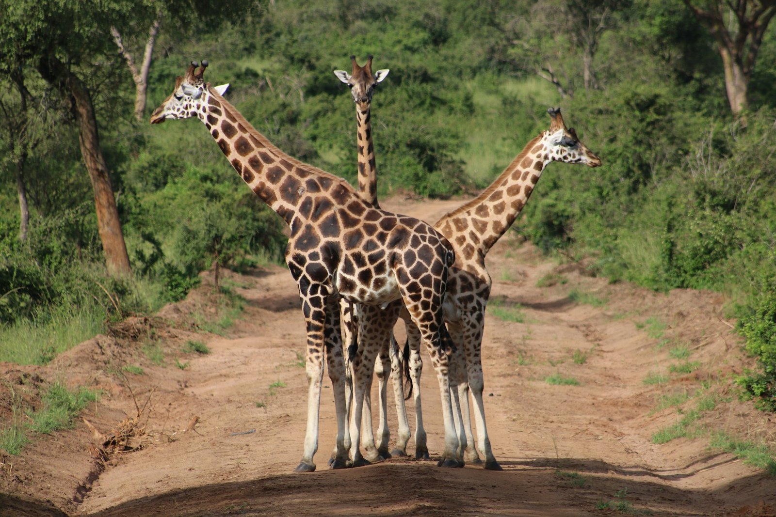 Planning a Budget Road Trip in Uganda Planning a Budget Road Trip in Uganda