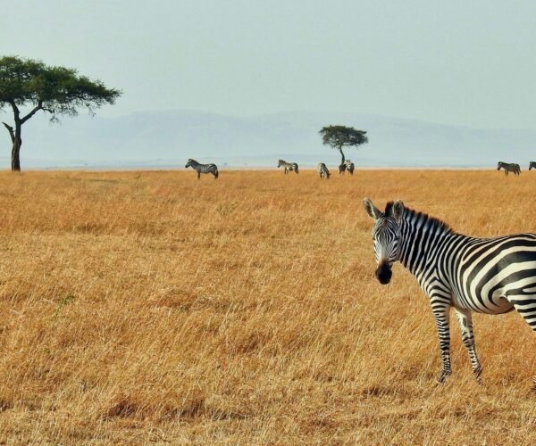 Why Your Next Vacation Should Be in the Bush, Not the Beach – American Travel Blogger